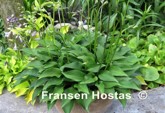 Hosta Cody